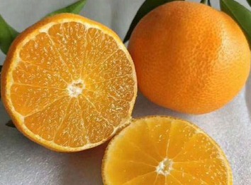 红美人柑橘：口感鲜嫩多汁、香气浓郁的优质水果，带你领略独特的甜蜜滋味！