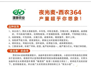 西农大新选育小麦品种，半冬性全角质，方穗大粒抗倒，早熟优质高产潜力大