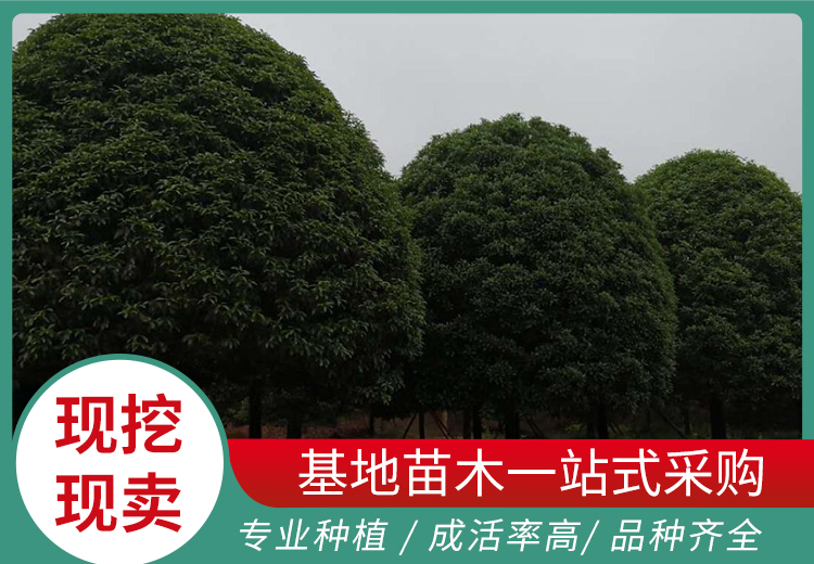 高清组图：展示hnsjhylrh相关系列图片，涵盖多样场景引人瞩目