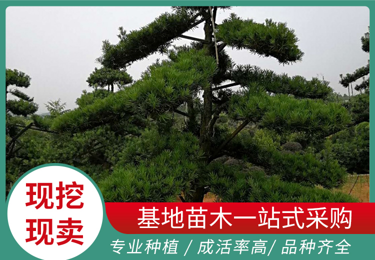 精彩图片大集合：展示多样画面，涵盖丰富元素的视觉盛宴