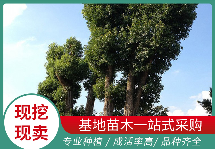 多图展示：丰富视觉盛宴，多方面精彩瞬间呈现于系列图片之中
