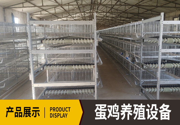 先进自动化技术助力蛋鸡养殖，饲料投放至蛋品收集全程无人干预，大幅提升效率超省心