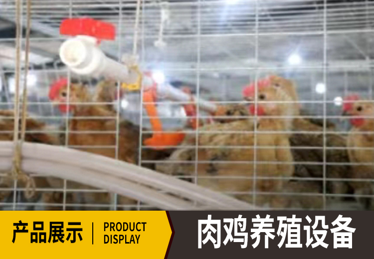 自动化水线升降肉鸡养殖设备：前后操作便捷，空间大通风好，抓鸡消毒防疫皆便利