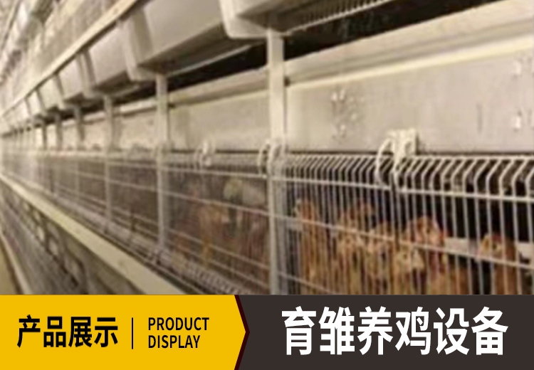 锌铝镁笼网打造专属鸡笼，适配雏鸡与蛋鸡不同阶段，自动系统与环境控制一应俱全