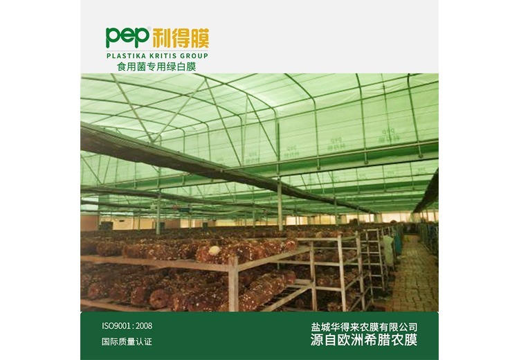绿白膜——食用菌专用膜，为食用菌生长打造专属环境，提升种植效益的理想之选！