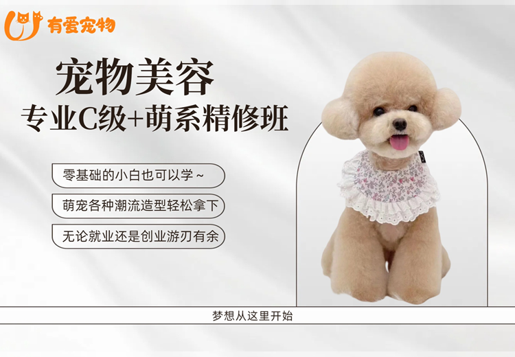 专业C级+萌系精修班