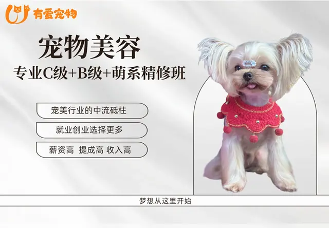 专业C级+B级+萌宠精修班