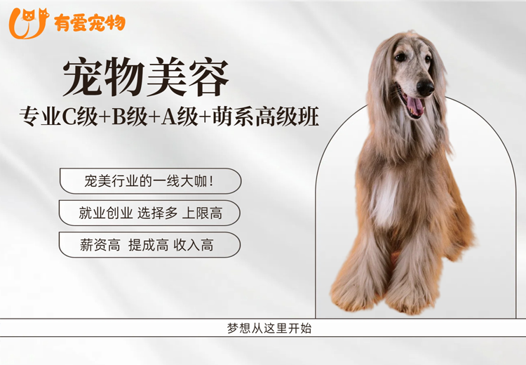 专业C级+B级+A级+萌系高级班