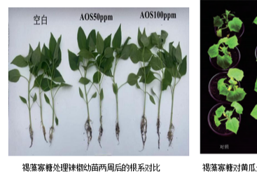 告别&ldquo;化肥依赖症&rdquo;！海惠丰&reg;褐藻寡糖水剂，唤醒作物自然生命力！