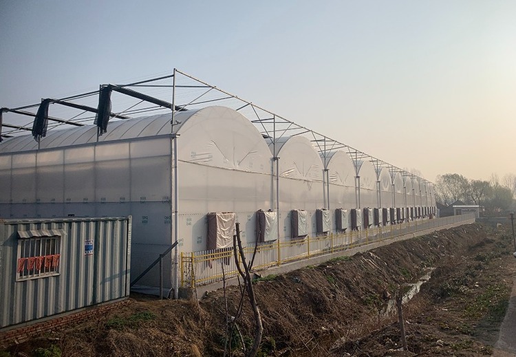 日光温室大棚