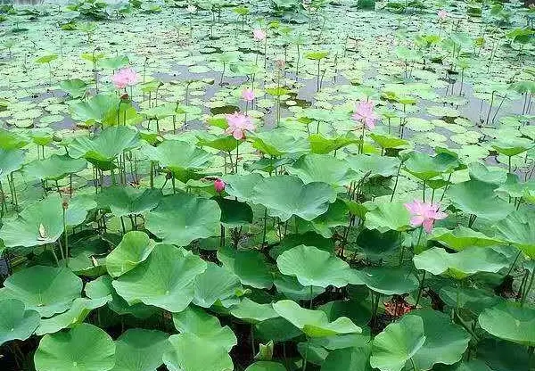 沉水植物
