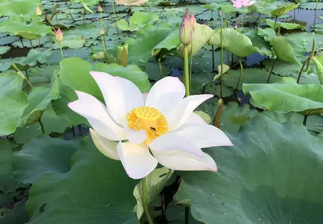 挺水植物