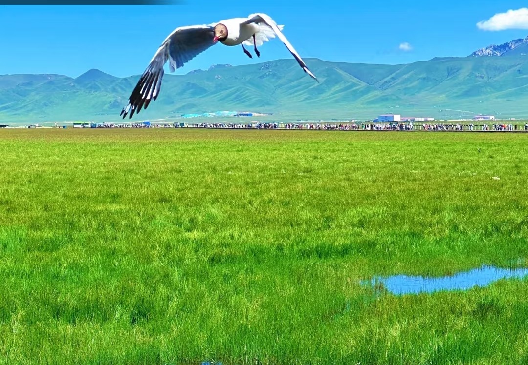 定制游