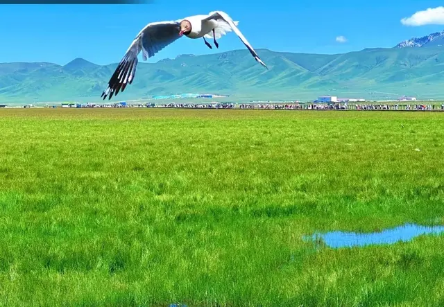 定制游