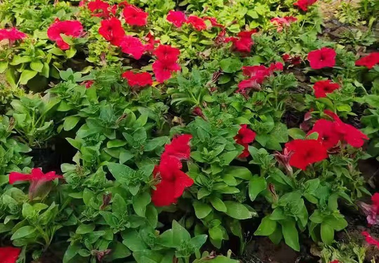 矮牵牛花种