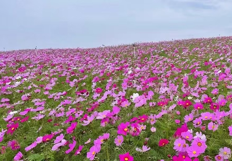 格桑花种子