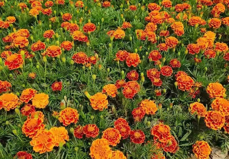 孔雀草种子