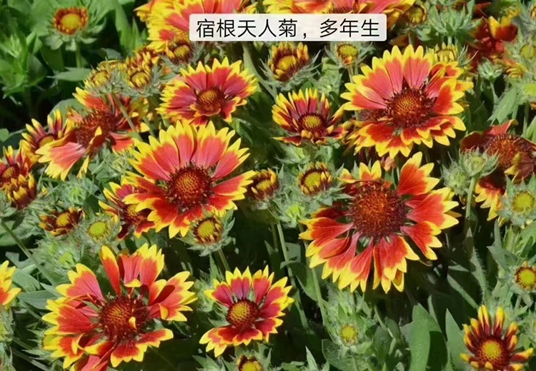 宿根天人菊种子