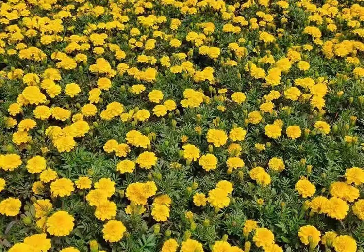 多种草种花种任你选！矮牵牛、波斯菊等应有尽有，联系电话13997065595