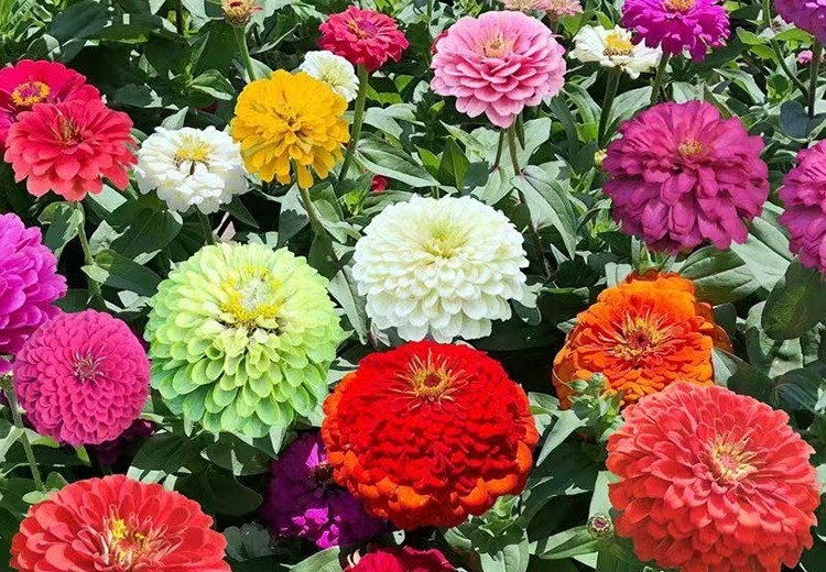 多种草种花种等你来选！矮牵牛、波斯菊等应有尽有，联系电话13997065595