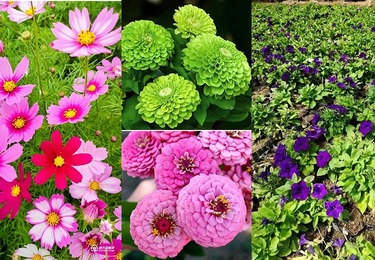 &ldquo;十四五&rdquo;我国收集保存林草种质资源增长180%