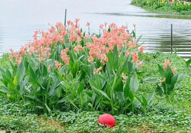 挺水植物