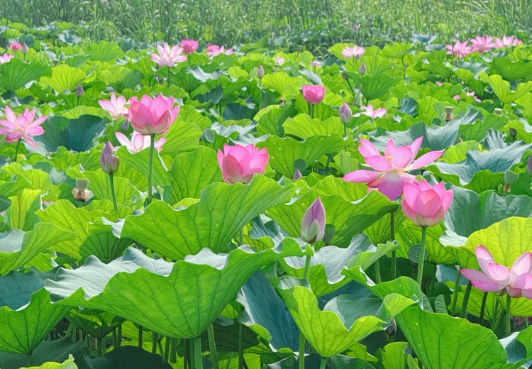 水藻园：华北白洋淀30万亩水草基地，全品类供应，一站式服务助力全国水生态修复