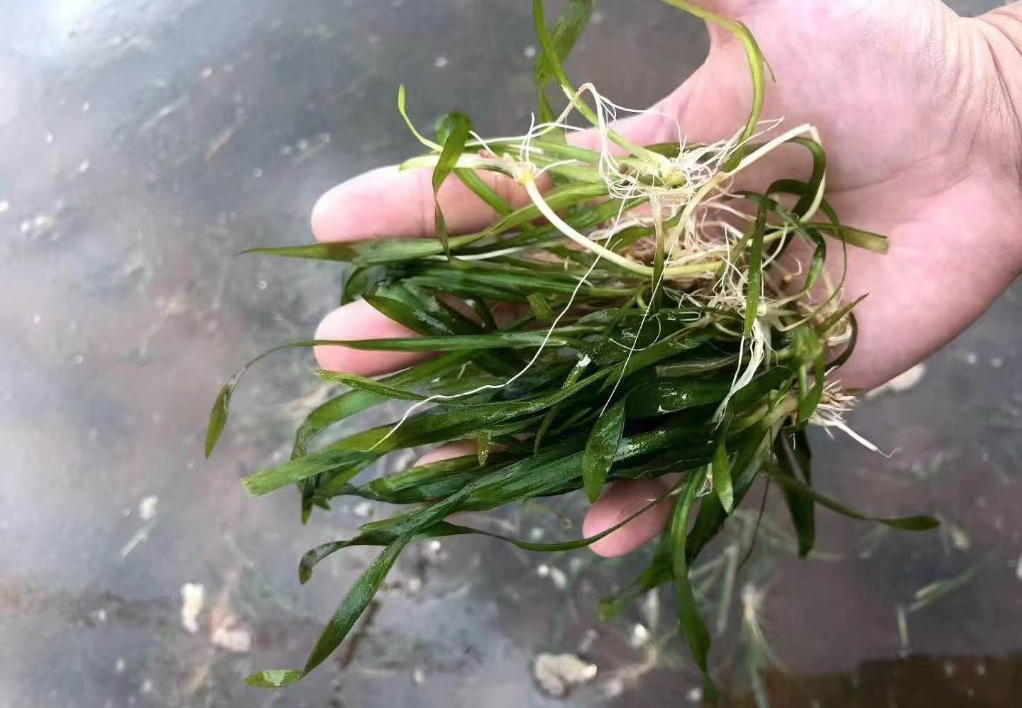 沉水植物