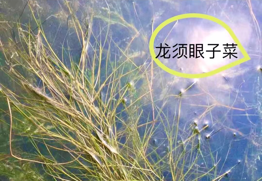沉水植物