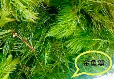 沉水植物