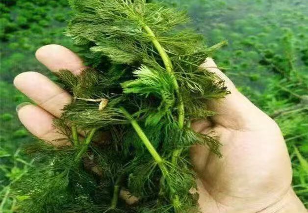沉水植物