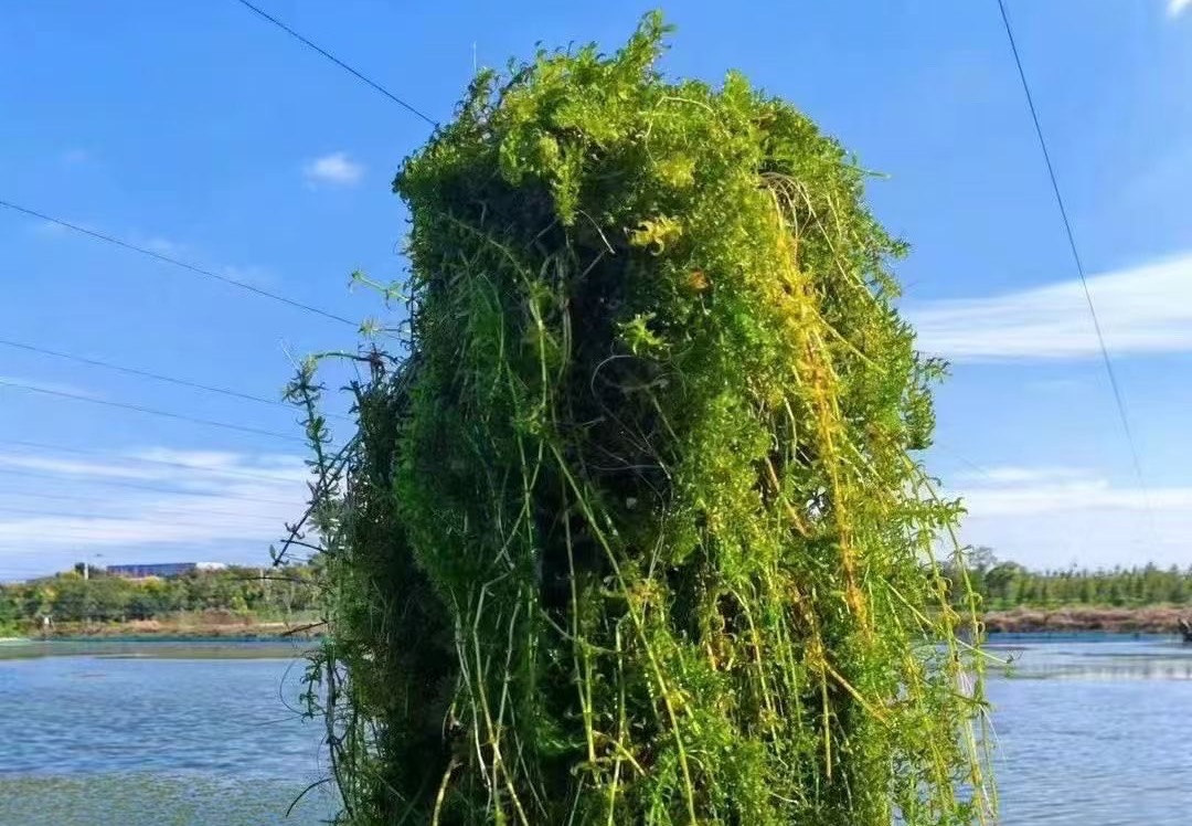 沉水植物