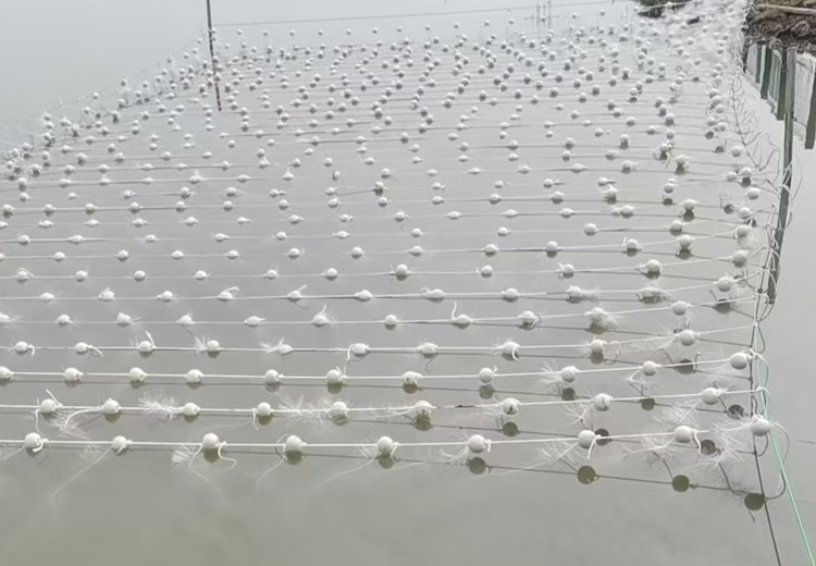 雄安新区生态水草施工案例：创新技术打造绿色生态景观，助力新区生态环境提升