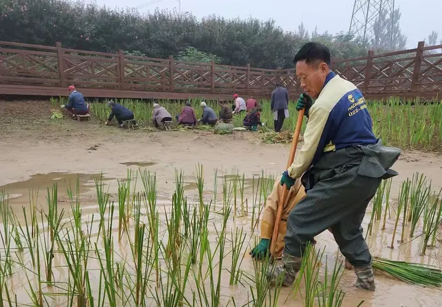 挺水植物