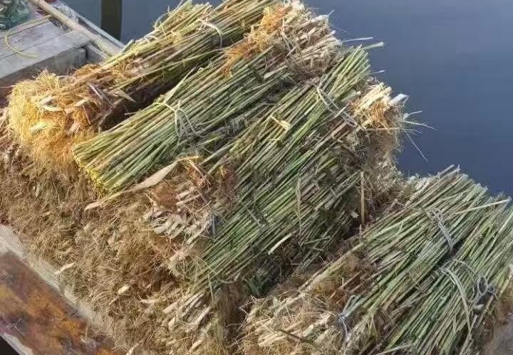 优质挺水植物芦苇苗，适用于湿地景观打造与生态修复，带来自然清新之美