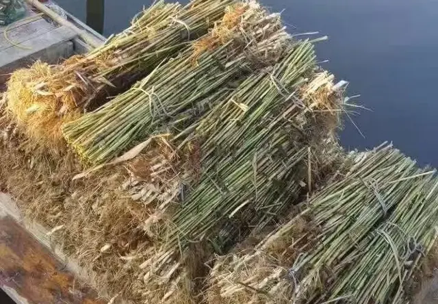 挺水植物