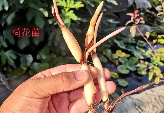 挺水植物