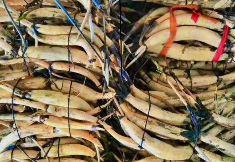 优质挺水植物荷花苗，为您的水景增添别样风采，打造清新美丽的水生景观！