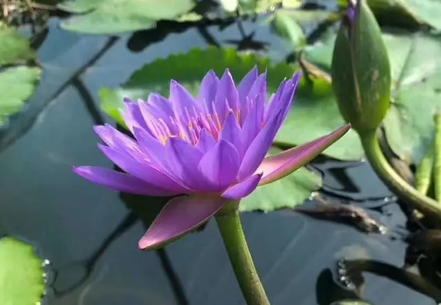 浮水植物