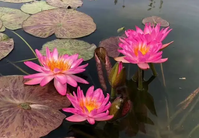 浮水植物