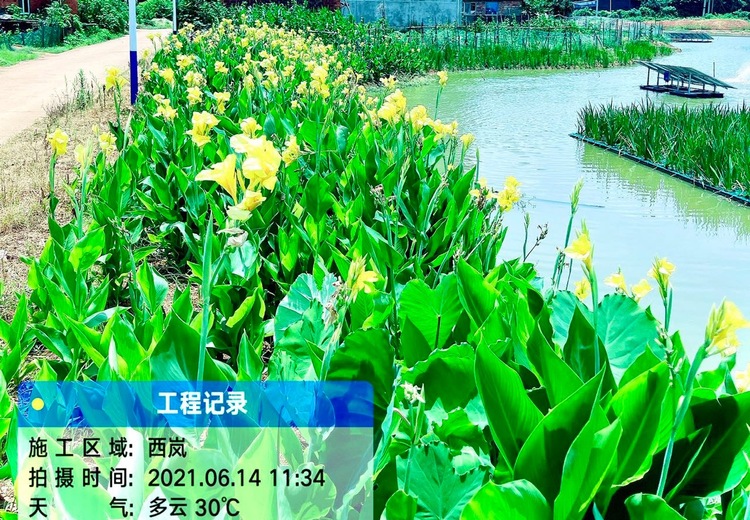 惊艳呈现！浮水植物美人蕉效果图，展现独特水上之美，带你领略别样生态景观魅力