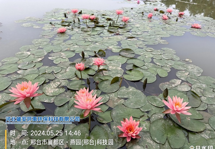 睡莲种植工程案例：打造自然生态景观，展现睡莲独特魅力与种植成效