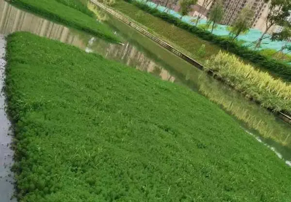 武汉市巨龙湖粉绿狐尾藻种植效果
