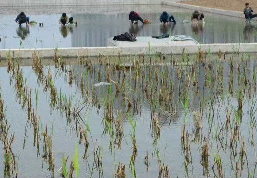 探秘武汉市江汉大学潜流湿地工程施工现场：生态建设正进行，期待全新景观绽放