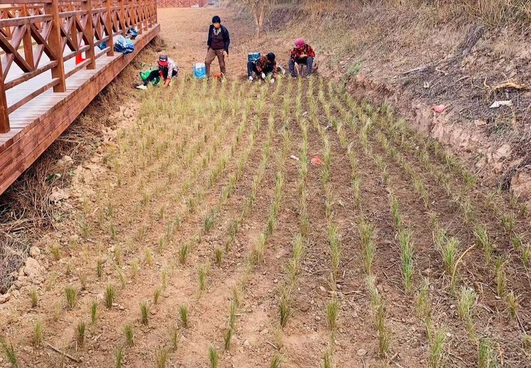挺水植物施工案例：展现自然与工程融合之美，为水域景观打造独特生态魅力