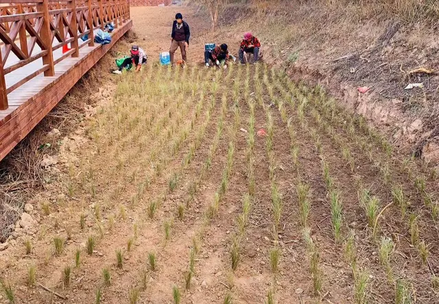 挺水植物