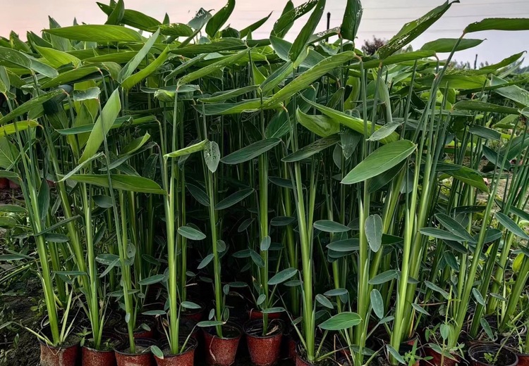 挺水植物再力花：独特魅力与景观价值的生态之美