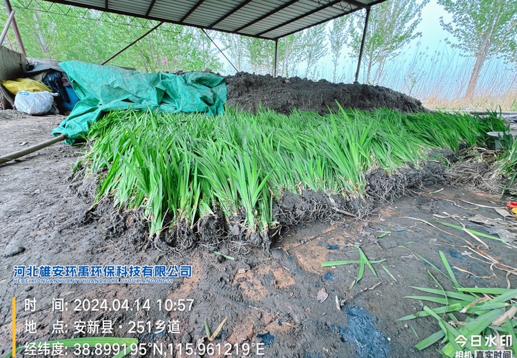 优质挺水植物黄菖蒲苗，为水景增添独特魅力，打造美丽生态景观必备之选！
