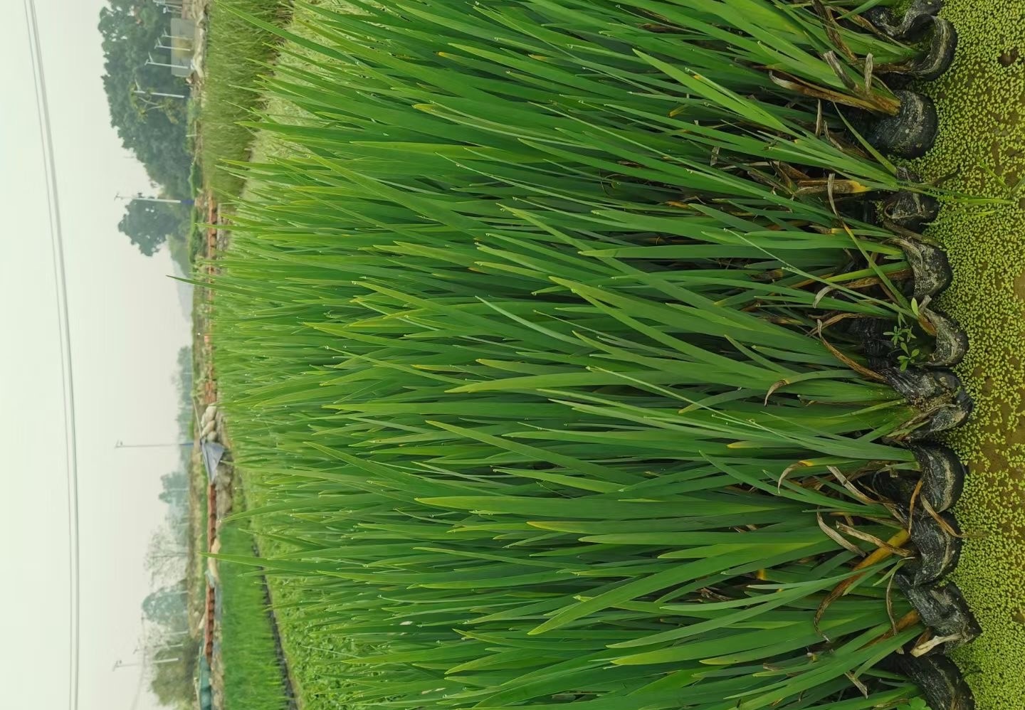 盆栽黄菖蒲