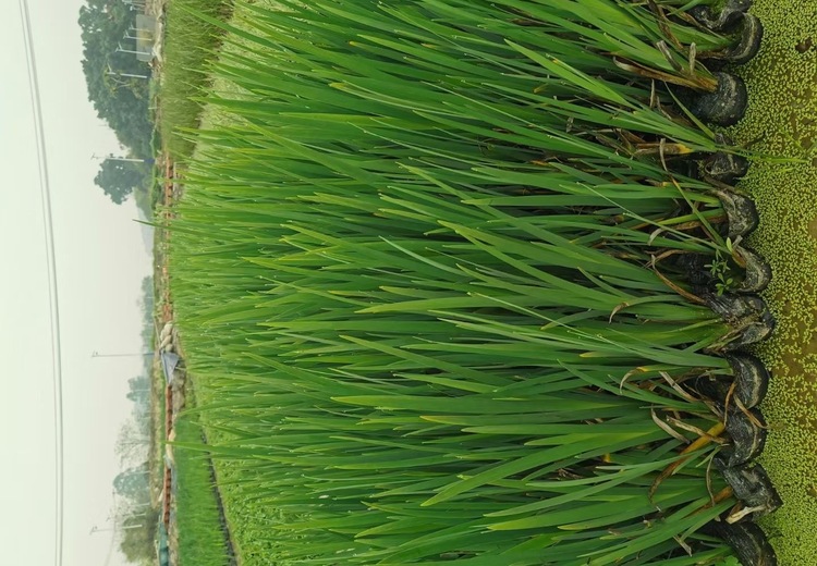 盆栽黄菖蒲：打造室内外清新景观，绽放独特魅力的优雅水生花卉盆栽